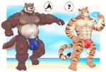  2020 ? absurd_res anthro barazoku belly brown_body brown_fur bulge canid canine chan_kiti_chan_(artist) clothing duo felid fur hi_res humanoid_hands kemono male mammal muscular overweight overweight_male pantherine raccoon_dog swimwear tanuki tiger 