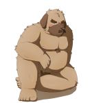  1:1 2014 anthro belly blush brown_body brown_fur canid canine canis domestic_dog emufu fur humanoid_hands kemono male mammal moobs nipples overweight overweight_anthro overweight_male pubes simple_background sitting solo white_background 