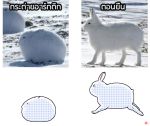 ambiguous_gender animated comparison day digital_media_(artwork) feral fur hare hopping keke_(artist) lagomorph leporid mammal monotone_tail multiple_images photography_(artwork) quadruped short_playtime side_view signature simple_background snow snowshoe_hare text thai_text translation_request white_background white_body white_fur white_tail 
