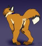  anthro anus balls biped black_anus black_balls black_nose butt canid canine carifoxleopard claws collar countershading digitigrade dipstick_tail flaccid fox fur genitals looking_at_viewer looking_back male mammal multicolored_tail orange_body orange_fur pawpads paws penis raised_tail red_fox solo 
