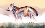  16:10 2016 absurd_res ambiguous_gender black_nose brown_body brown_fur canid canine canis coyote coywolf feral fur grass hi_res hybrid mammal outside side_view snowfoxatheart solo whiskers white_body white_fur widescreen wolf 