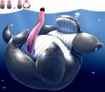  2014 anthro belly big_dick_day big_penis black_body cetacean chiro_(artist) erection genitals kemono male mammal marine overweight overweight_anthro overweight_male penis solo underwater water white_body 
