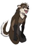  anthro black_body black_fur blue_eyes brown_body brown_fur brown_hair canid canine foshka fur hair hi_res kasusei looking_at_viewer male mammal maned_wolf nude open_mouth raised_tail simple_background solo tan_body tan_fur tan_hair tongue white_background 
