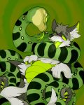  4:5 absurd_res ambiguous_gender ambiguous_pred ambiguous_prey anthro anthro_prey black_nose canid canine canis claws coiling duo eye_contact feral feral_pred forked_tongue fur green_background green_body green_claws green_eyes green_scales green_tongue grey_body grey_fur hi_res hypnosis imminent_vore inner_ear_fluff looking_at_another mammal mind_control open_mouth reptile ringed_eyes scales scalie shoji_(character) simple_background snake toe_claws tongue tongue_out tuft vore white_body white_fur white_inner_ear_fluff winte wolf yellow_eyes 