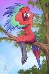  4_toes anisodactyl anthro avian beak bird breasts claws feathered_wings feathers featureless_breasts female looking_at_viewer macaw neotropical_parrot non-mammal_breasts nude omu outside parrot red_body red_feathers rotarr sitting solo tail_feathers toe_claws toes tree true_parrot winged_arms wings 