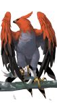  beak bird commentary_request feathered_wings feathers gen_3_pokemon gen_6_pokemon grabbing grabbing_from_behind highres no_humans open_mouth pokemon pokemon_(creature) standing talonflame talons tree_branch white_background wings wingull yuyu_ekaki_dayo 