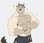  2020 abs anthro bottomwear canid canine canis clothing fur grey_hair hair hi_res ixkouu looking_at_viewer makowolf1 male mammal multicolored_body multicolored_fur muscular muscular_anthro muscular_male nipples pecs pose shorts simple_background smile solo white_background wolf 