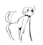  anthro backsack balls beastars bird_dog black_and_white butt canid canine canis collar collar_only domestic_dog genitals hi_res hunting_dog jack_(beastars) labrador leash looking_at_viewer male mammal milkytila monochrome nude petplay portrait retriever roleplay side_view sketch solo submissive submissive_male tailwag three-quarter_portrait 