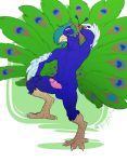  absurd_res anthro arta_aere avian balls big_tail bird brolaren digitigrade galliform genitals hair hi_res male multicolored_hair peafowl penis phasianid solo 