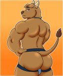  2020 anthro bovid bovine brown_body brown_fur bulge butt butt_focus canid canine canis cattle chain_necklace clothing domestic_dog fur hi_res horn hybrid indigo_the_bullpup jockstrap kai_lionbear_(artist) looking_at_viewer looking_back male mammal muscular muscular_anthro muscular_male orange_background simple_background solo standing underwear 