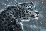  ambiguous_gender black_spots blue_eyes felid feral flashw fur grey_body grey_fur mammal pantherine snow snow_leopard snowing solo spots spotted_body spotted_fur whiskers 