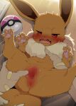  1boy 1girl animal_ears animal_hands anus bandaid bandaid_on_hand bestiality blush brown_fur dagasi eevee fangs highres lying on_back open_mouth poke_ball pokemon pokemon_(creature) pussy red_eyes spread_pussy spreading_another's_pussy tail uncensored wavy_mouth zoophilia 