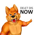  1:1 2020 alpha_channel angry anthro canid canine canis chilliad_(oc) digital_drawing_(artwork) digital_media_(artwork) dingo fur gesture hair khramchee looking_at_viewer male mammal meme open_mouth orange_body orange_eyes orange_fur pointing reaction_image simple_background solo teeth text tongue transparent_background yelling 
