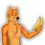  1:1 2020 alpha_channel anthro banana canid canine canis chest_tuft chilliad_(oc) digital_media_(artwork) dingo ears_up food fruit fur half-closed_eyes head_tuft holding_food holding_object khramchee looking_bored male mammal narrowed_eyes orange_body orange_eyes orange_fur plant signature simple_background simple_nose solo transparent_background tuft watermark 