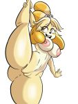  3:4 animal_crossing anthro big_breasts blush breasts canid canine canis domestic_dog female fur genitals hair hi_res isabelle_(animal_crossing) mammal nathanatwar nintendo nipples nude one_leg_up open_mouth pose pussy raised_leg shih_tzu simple_background smile solo standing teeth thick_thighs tongue toy_dog video_games white_background wide_hips yellow_body yellow_fur 