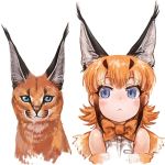  1girl :&lt; animal animal_ear_fluff animal_ears bangs bare_shoulders blue_eyes bow bowtie breast_pocket caracal caracal_(kemono_friends) caracal_ears caracal_girl elbow_gloves extra_ears eyebrows_visible_through_hair gloves highres kemono_friends lain medium_hair multicolored_hair orange_hair orange_neckwear pocket shirt sidelocks simple_background sleeveless sleeveless_shirt streaked_hair upper_body white_shirt 