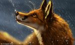  2020 ambiguous_gender black_nose blep canid canine digital_media_(artwork) feral flashw fox fur headshot_portrait looking_up mammal orange_body orange_eyes orange_fur portrait raining solo tongue tongue_out wet wet_body wet_fur 