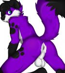  anthro anus balls black_hair butt canid canine canis domestic_dog elkhound fluffbyangel footprint genitals hair hi_res looking_at_viewer looking_back male mammal pawalo pawprint pawprint_marking purple_body raised_tail rear_view solo spitz 