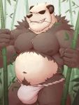  2020 3:4 acephlosion anthro asian_clothing bamboo belly black_body black_fur bulge clothing east_asian_clothing fundoshi fur hi_res humanoid_hands japanese_clothing leaf male navel nintendo nipples outside overweight overweight_anthro overweight_male pangoro pok&eacute;mon pok&eacute;mon_(species) pubes solo underwear video_games white_body white_fur 