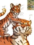  black_stripes duo felid feral flashlioness fur mammal orange_body orange_fur pantherine smile striped_body striped_fur stripes tiger whiskers 