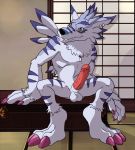  anthro balls digimon digimon_(species) ear_piercing ear_ring erection genitals hand_on_object male penis piercing scar sitting smile solo teeth_showing thegreatmatsutzu weregarurumon yellow_eyes 