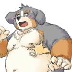  2020 anthro belly bernese_mountain_dog black_body black_fur blush brown_body brown_fur canid canine canis domestic_dog fur furipon grope grope_from_behind hi_res humanoid_hands kemono male mammal molosser moobs mountain_dog navel overweight overweight_male solo_focus swiss_mountain_dog white_body white_fur 