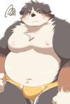  2020 anthro belly bernese_mountain_dog black_body black_fur brown_body brown_fur bulge canid canine canis clothing domestic_dog dosanco15 fur hi_res kemono male mammal molosser moobs mountain_dog navel nipples overweight overweight_male solo swiss_mountain_dog underwear white_body white_fur 