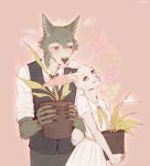  anthro beastars canid canine canis claws clothed clothing dress duo female flower frank-79 fully_clothed fur grey_body grey_fur haru_(beastars) hi_res lagomorph larger_male legoshi_(beastars) leporid long_ears male mammal nails necktie plant potted_plant rabbit school_uniform scut_tail shirt short_tail size_difference smaller_female smile standing teeth topwear uniform vest white_body white_fur wolf 