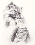  ambiguous_gender domestic_cat felid feline felis feral fur graphite_(artwork) greyscale hi_res long_fur mammal monochrome pencil_(artwork) traditional_media_(artwork) whiskers yana_cot 