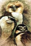  ambiguous_gender avian bird feral group owl painting_(artwork) raipun traditional_media_(artwork) unknown_species watercolor_(artwork) 