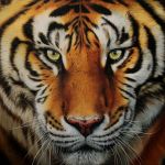  absurd_res ambiguous_gender close-up felid feral hi_res looking_at_viewer mammal oil_painting_(artwork) painting_(artwork) pantherine raipun realistic solo tiger traditional_media_(artwork) whiskers 