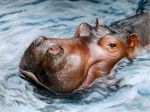  ambiguous_gender brown_eyes common_hippopotamus feral hippopotamid jbillustration mammal oil_painting_(artwork) painting_(artwork) solo traditional_media_(artwork) water 