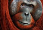  ambiguous_gender ape close-up feral fur glistening glistening_eyes haplorhine hi_res mammal oil_painting_(artwork) orangutan painting_(artwork) primate raipun red_body red_eyes red_fur solo traditional_media_(artwork) 