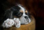  ambiguous_gender bird_dog black_eyes canid canine canis cavalier_king_charles_spaniel domestic_dog feral hunting_dog jbillustration mammal oil_painting_(artwork) painting_(artwork) solo spaniel toy_dog traditional_media_(artwork) 