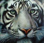  ambiguous_gender felid feral fur green_eyes mammal oil_painting_(artwork) painting_(artwork) pantherine raipun realistic solo tiger traditional_media_(artwork) whiskers white_body white_fur 