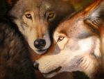  ambiguous_gender canid canine canis duo feral fur grey_body grey_fur looking_at_viewer mammal oil_painting_(artwork) painting_(artwork) raipun realistic traditional_media_(artwork) wolf yellow_eyes 