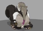 abdominal_bulge animal_genitalia anteater auto_penis_lick autofellatio balls belly big_belly black_body black_fur bodily_fluids brown_eyes erection feral feral_pred fully_inside fur genitals grey_background grey_body grey_fur hi_res licking long_tongue male male_feral male_pred mammal masturbation oral oral_masturbation oral_penetration penetration penile penile_masturbation penile_penetration penis penis_in_mouth penis_in_own_mouth pilosan rudy_(strega) saliva self_lick sheath simple_background solo strega tail tongue vore white_body white_fur xenarthran