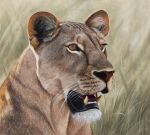  black_lips brown_eyes felid female feral grass lion lips mammal oil_painting_(artwork) outside painterman33 painting_(artwork) pantherine solo traditional_media_(artwork) whiskers 