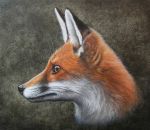  ambiguous_gender brown_eyes canid canine feral fox fur mammal oil_painting_(artwork) painterman33 painting_(artwork) realistic red_body red_fox red_fur solo traditional_media_(artwork) whiskers 