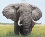  ambiguous_gender elephant elephantid feral grass grey_body grey_skin mammal oil_painting_(artwork) painterman33 painting_(artwork) proboscidean sky solo traditional_media_(artwork) tusks 