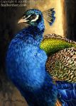  ambiguous_gender avian bird blue_body blue_feathers brown_eyes feathers feral galliform nambroth oil_painting_(artwork) painting_(artwork) peafowl phasianid realistic solo text traditional_media_(artwork) url 