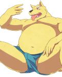  2013 anthro balls belly black_nose bodily_fluids bulge canid canine canis clothing domestic_dog genitals humanoid_hands kemono kovie male mammal overweight overweight_anthro overweight_male simple_background sitting solo sweat tongue tongue_out underwear white_background 