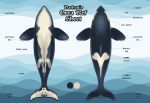  2018 animal_genitalia anus blowhole blue_body blue_skin cetacean delphinoid english_text female feral genitals gradient_background hi_res mammal marine model_sheet oceanic_dolphin orca pimpartist simple_background solo text toothed_whale traditional_media_(artwork) white_body white_skin 