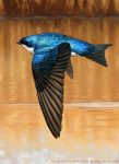  avian bird blue_body blue_feathers feathers feral flying midair nambroth oil_painting_(artwork) painting_(artwork) solo traditional_media_(artwork) tree_swallow water 