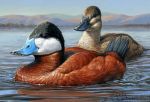  acrylic_painting_(artwork) ambiguous_gender anatid anseriform avian bird duck duo english_text feral floating nambroth outside painting_(artwork) ruddy_duck sky text traditional_media_(artwork) url water 
