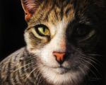  5:4 ambiguous_gender domestic_cat felid feline felis feral green_eyes looking_at_viewer luxdani mammal pastel_(artwork) realistic traditional_media_(artwork) whiskers 