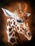  3:4 ambiguous_gender brown_eyes dimwolf feral giraffe giraffid horn mammal oil_painting_(artwork) painting_(artwork) solo traditional_media_(artwork) 