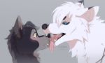  azzai black_body black_fur blush bodily_fluids canid canine canis drooling duo eurasian_wolf female feral fox fur licking male male/female mammal saliva saliva_string tongue tongue_out white_body white_fur wolf 