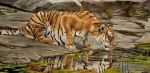  ambiguous_gender drinking felid feral fur mammal oil_painting_(artwork) orange_body orange_fur outside painting_(artwork) pantherine solo stripes_(marking) suzannemoseley tiger tongue tongue_out traditional_media_(artwork) water whiskers 