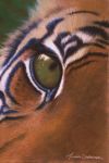  ambiguous_gender close-up felid feral fur graphite_(artwork) green_eyes looking_at_viewer mammal orange_body orange_fur pantherine pastel_(artwork) pencil_(artwork) realistic solo tiger traditional_media_(artwork) wildartguy 